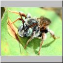 Epeoloides coecutiens - Schmuckbiene m04b 9mm - Osnabrueck-Menslage.jpg